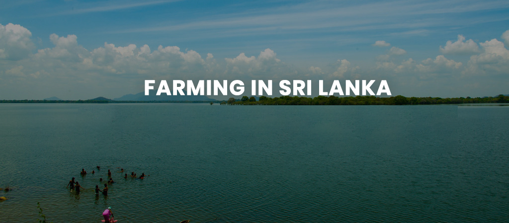 Farmer srilanka